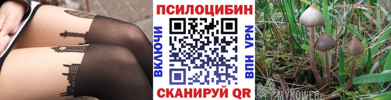 цены   Юрга  Псилоцибиновые грибы Cubensis 